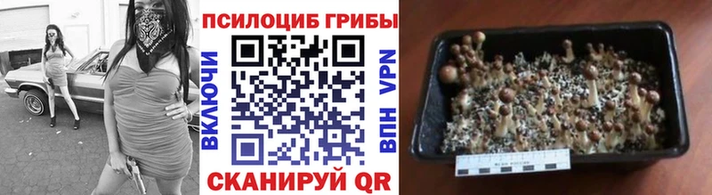 Псилоцибиновые грибы Psilocybine cubensis  где найти наркотики  Грозный 